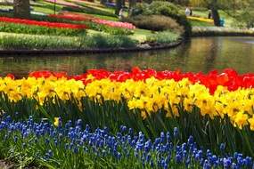 Planting spring bulbs